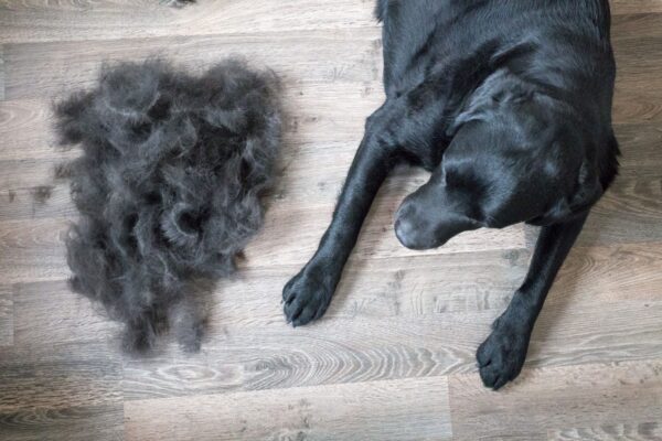 ریزش موی حیوانات