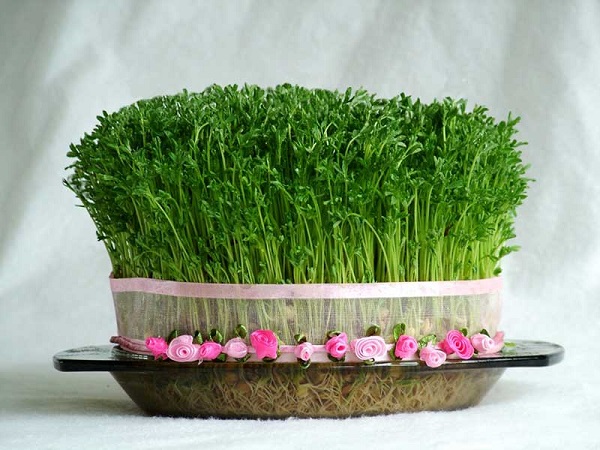 بذرهای مورد استفاده برای تهیه سبزه عید
